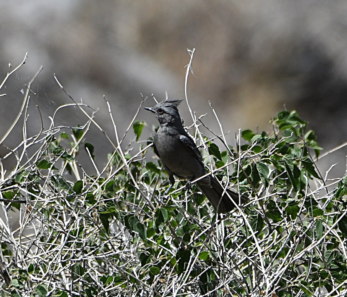 Phainopepla - Glenn Wyatt