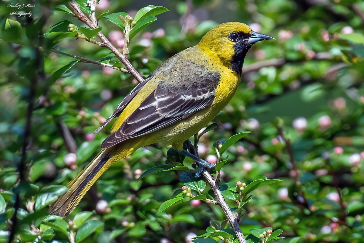 Orchard Oriole - Bradley Kane