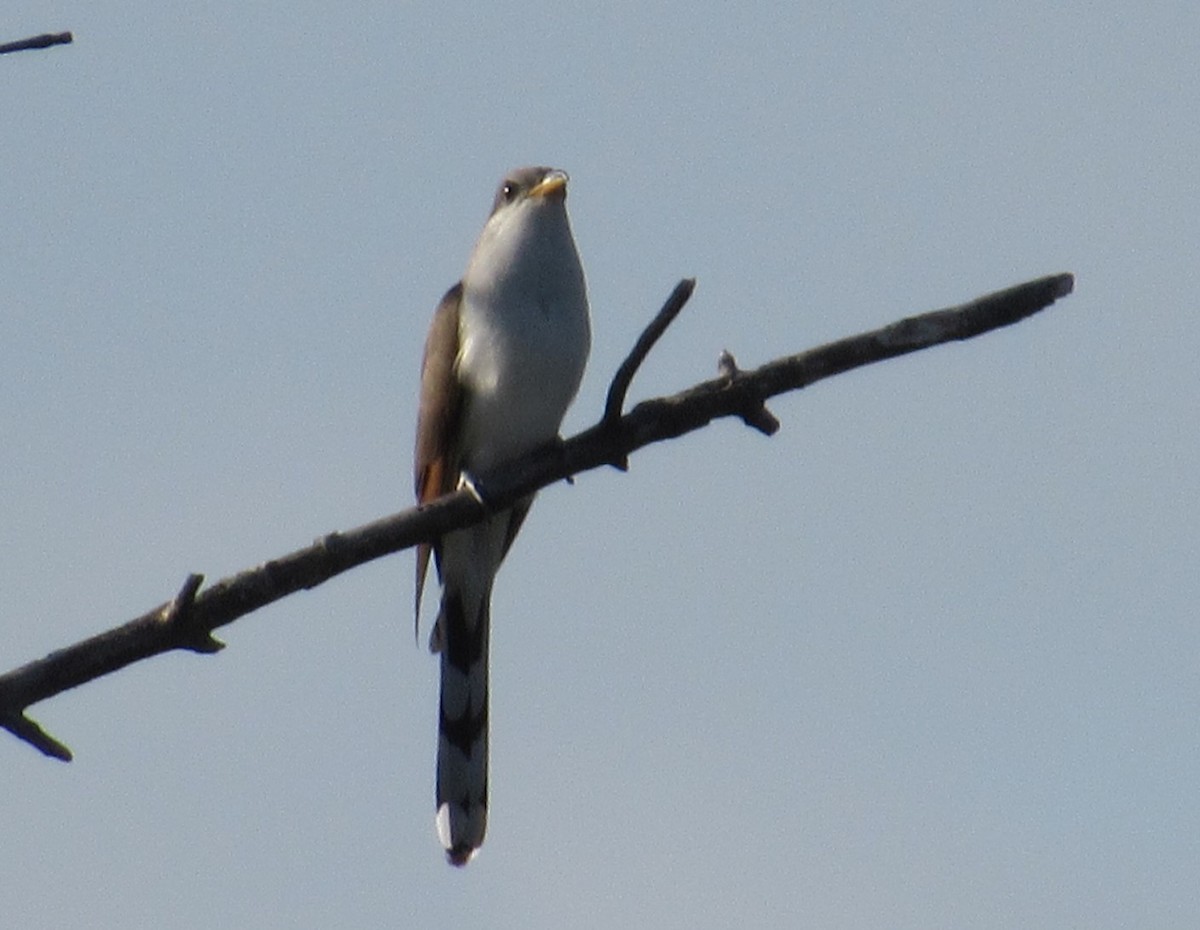 Yellow-billed Cuckoo - Lisa Reid