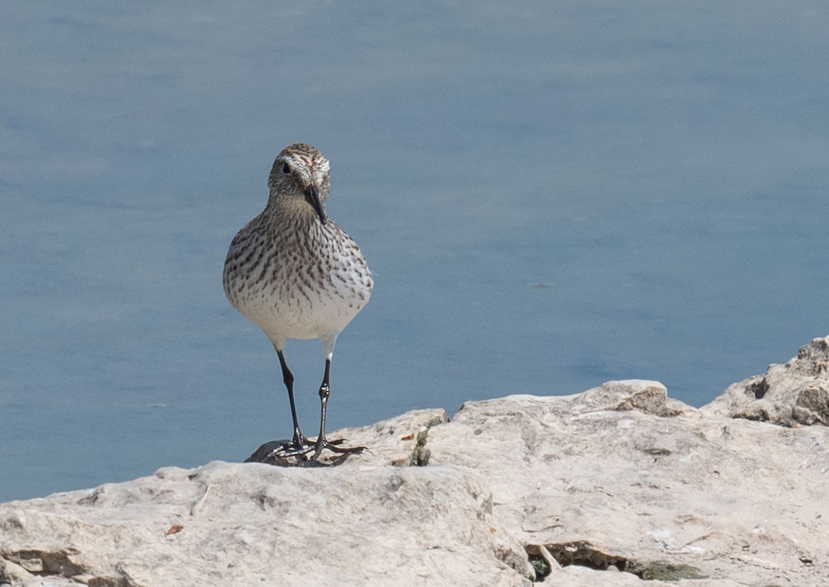 White-rumped Sandpiper - Annette McClellan