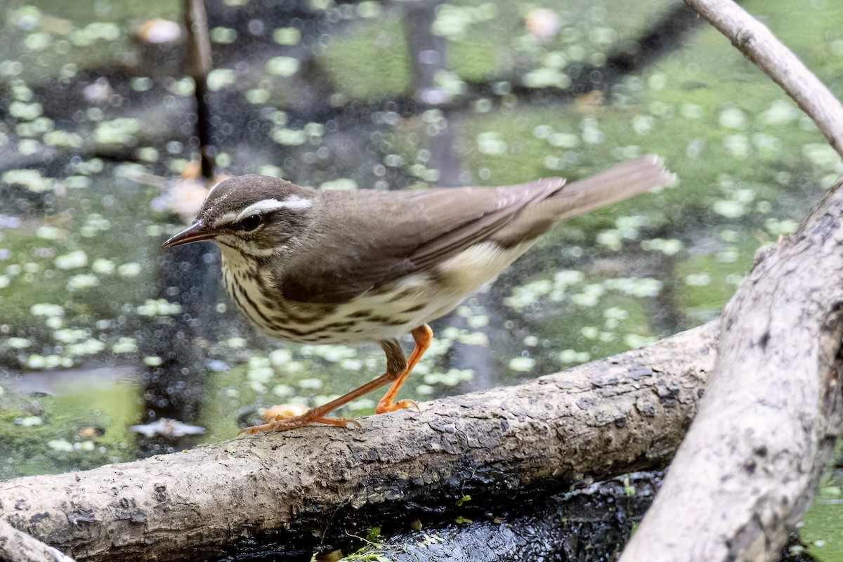 Louisiana Waterthrush - Eleanor Shavell