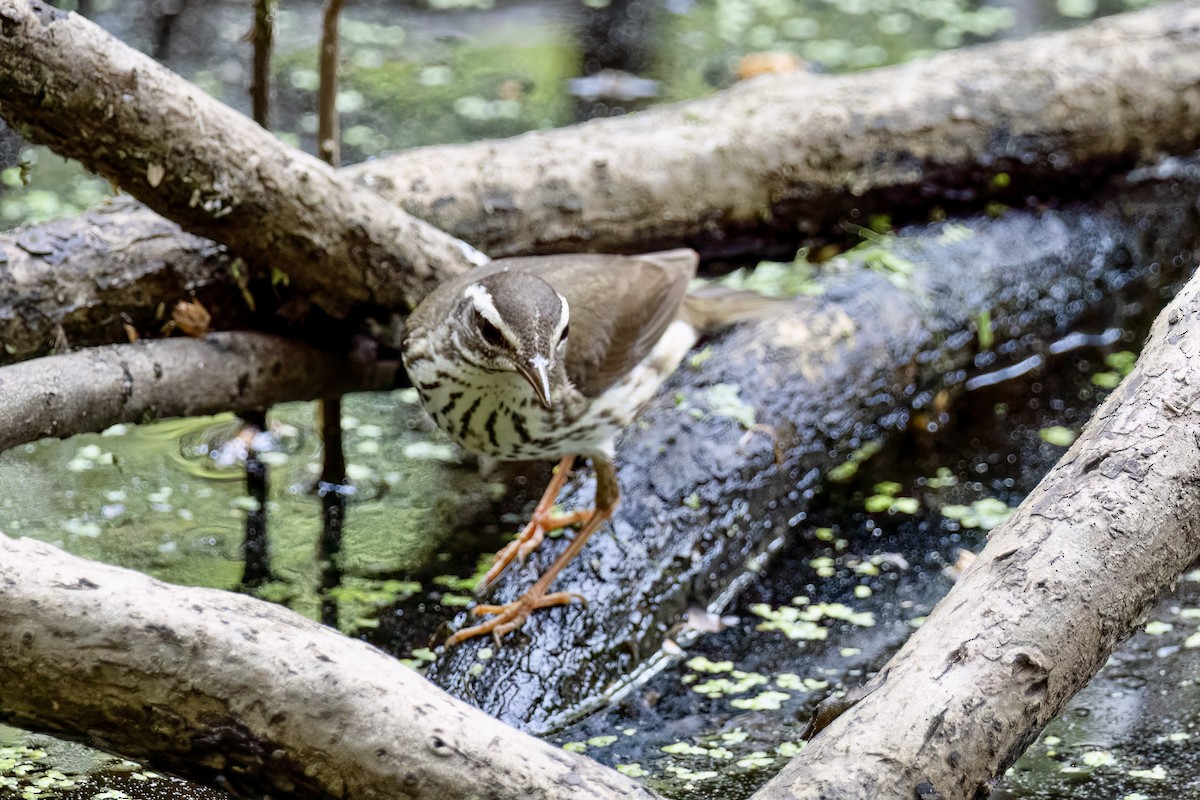 Louisiana Waterthrush - Eleanor Shavell