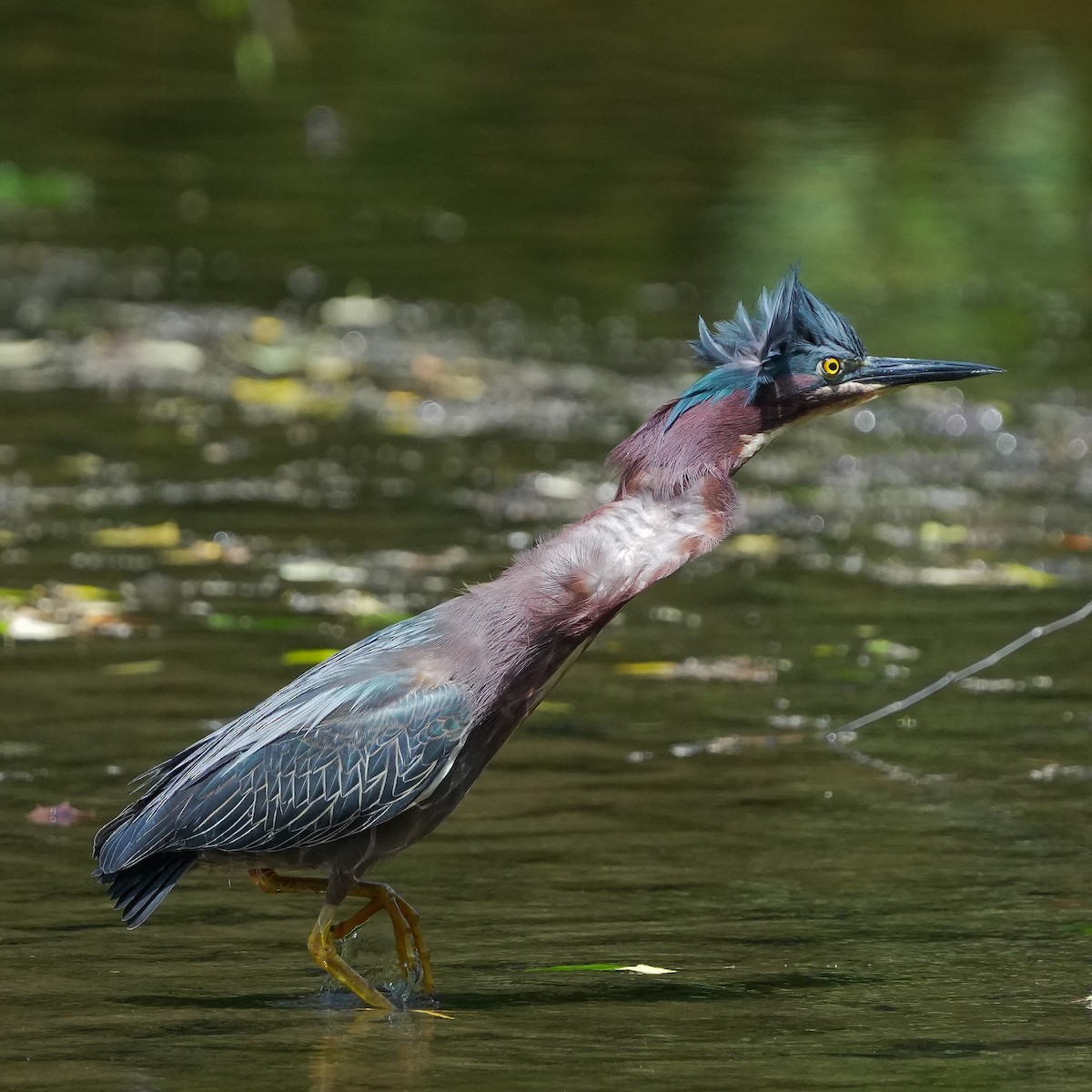 Green Heron - ML619496418