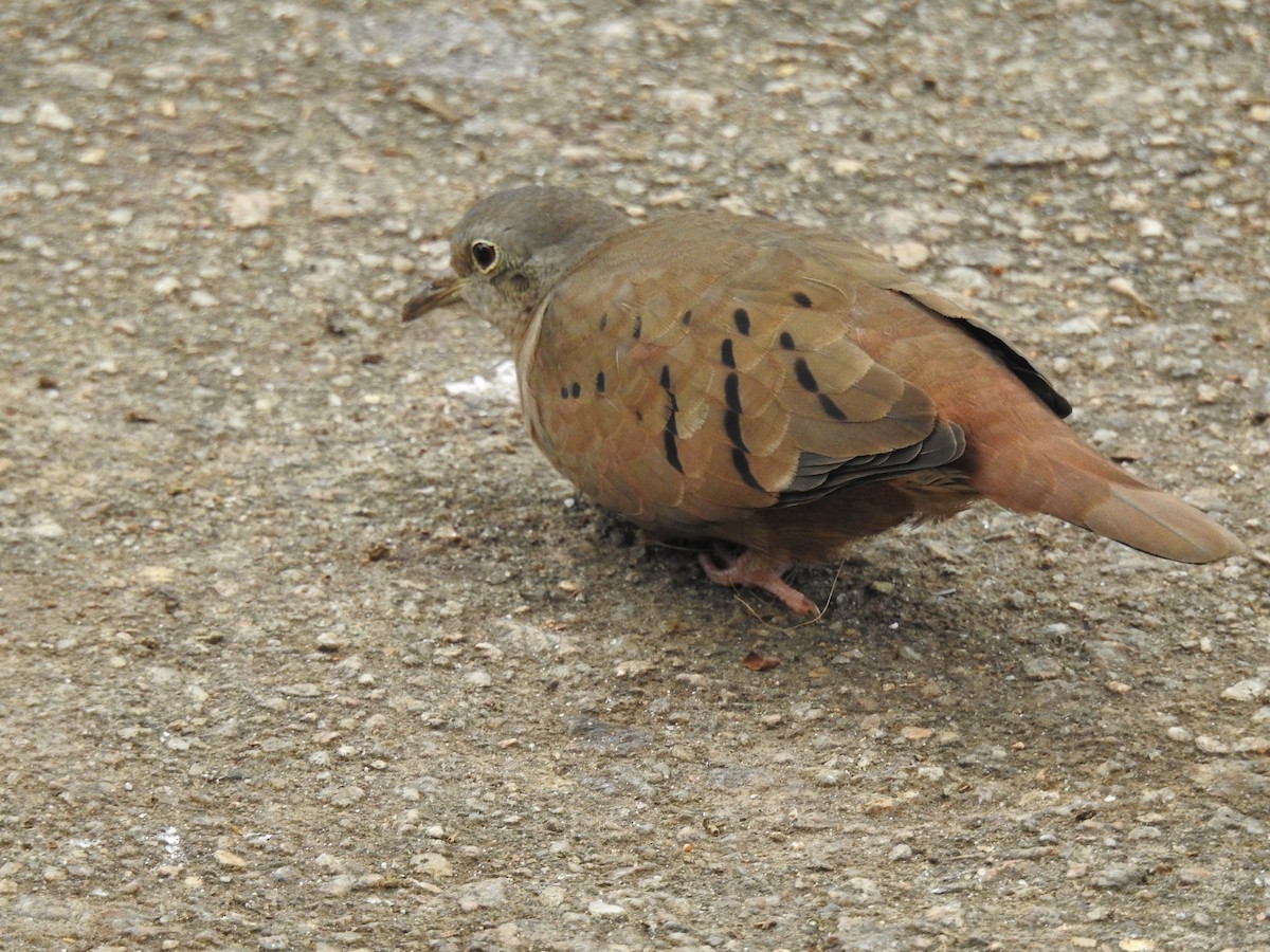 Ruddy Ground Dove - Carlos Crocce