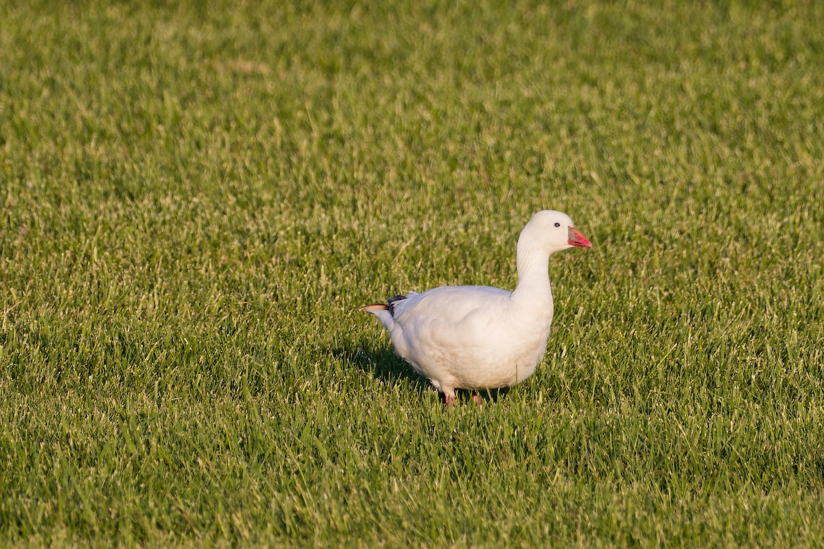 Ross's Goose - ML619496429