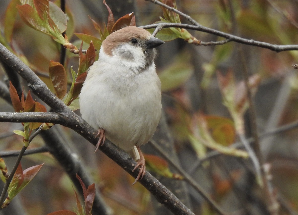 Eurasian Tree Sparrow - Laura Wilson