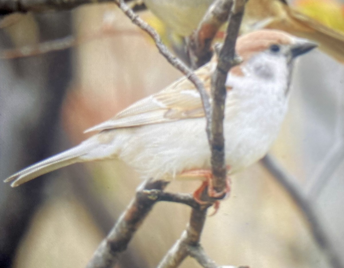 Eurasian Tree Sparrow - Laura Wilson