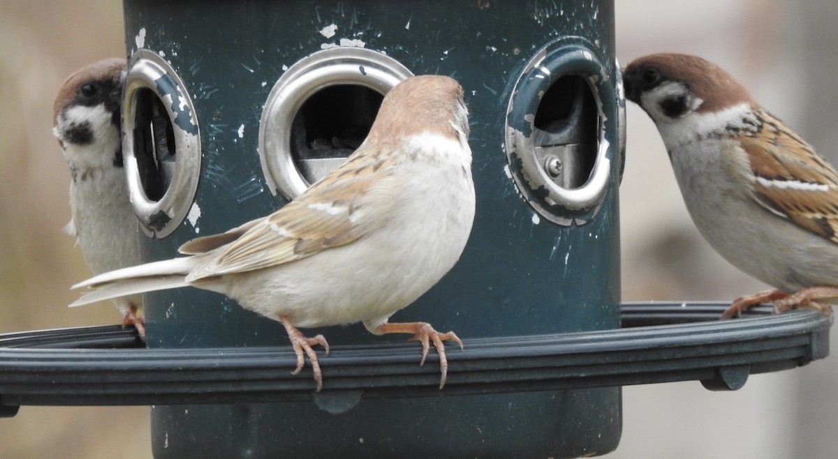 Eurasian Tree Sparrow - Laura Wilson