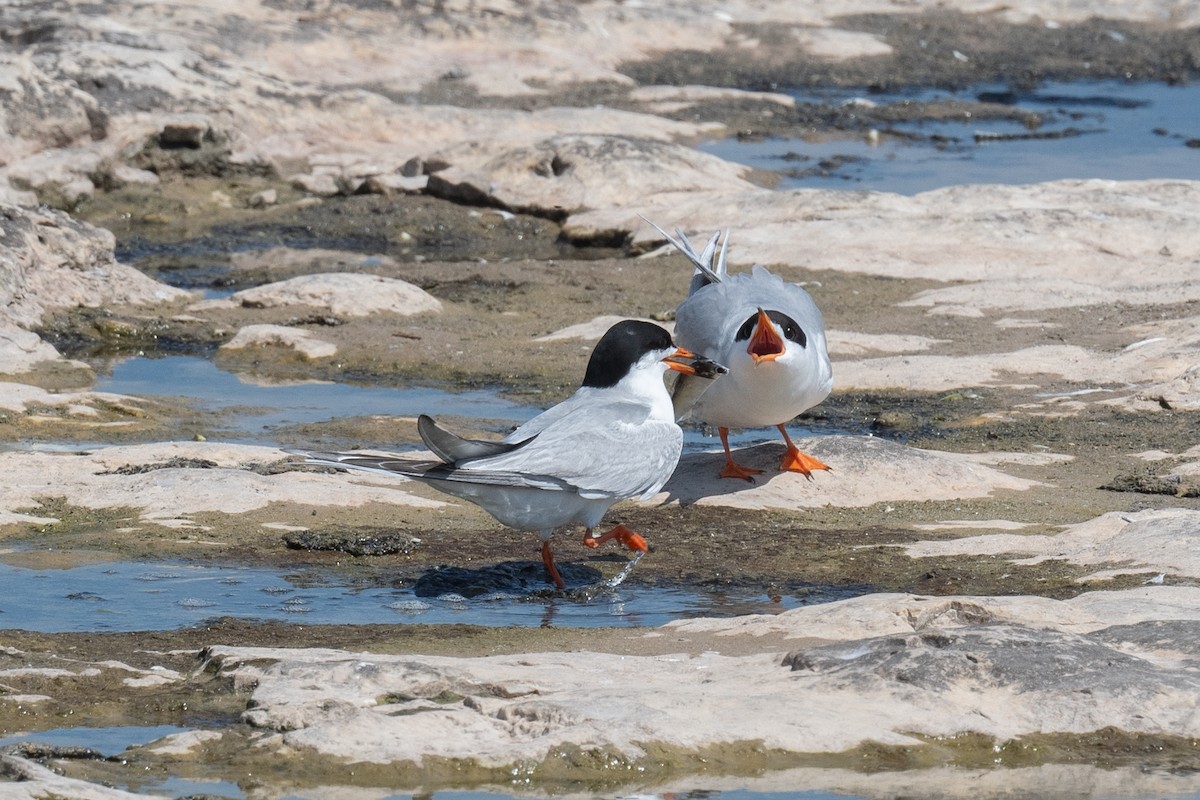 Forster's Tern - Annette McClellan