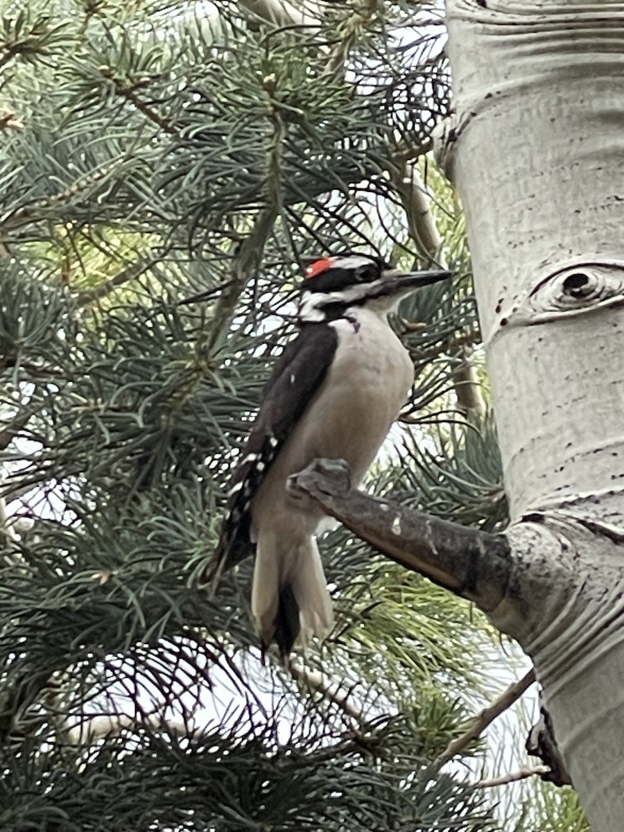 Hairy Woodpecker (Rocky Mts.) - ML619496460