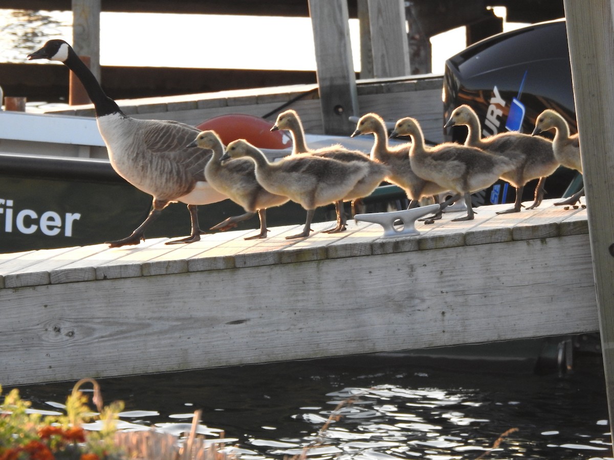 Canada Goose - ML619496464