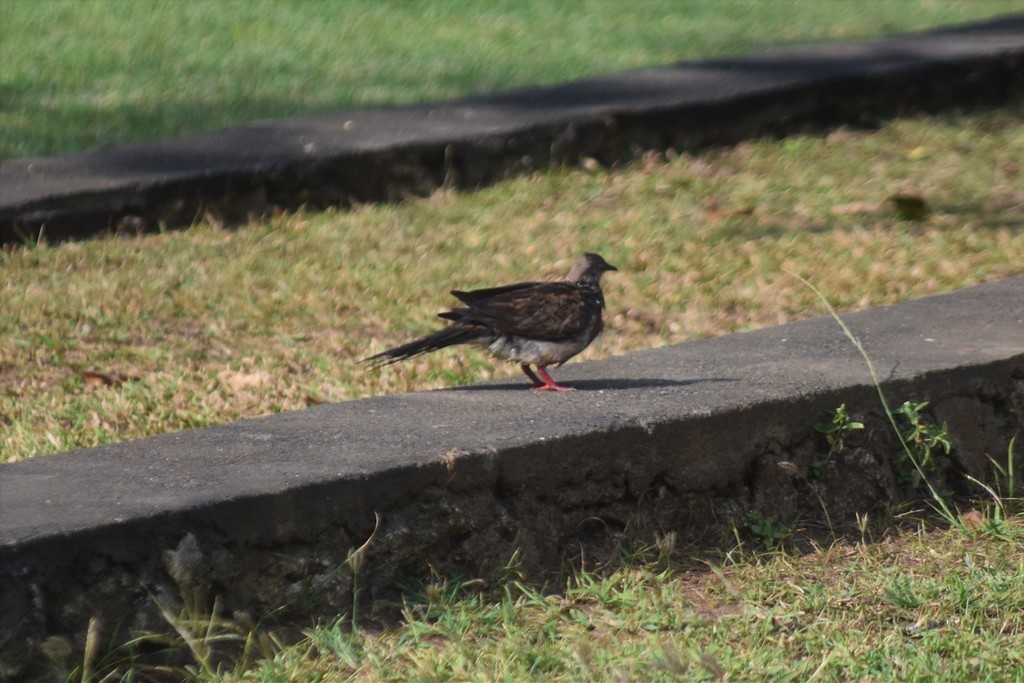 Spotted Dove - Jorge Juan Rueda