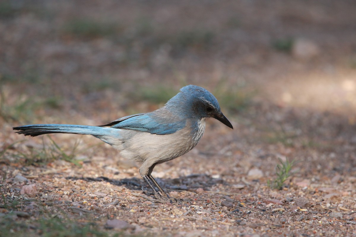 Woodhouse's Scrub-Jay - Jesse Pline