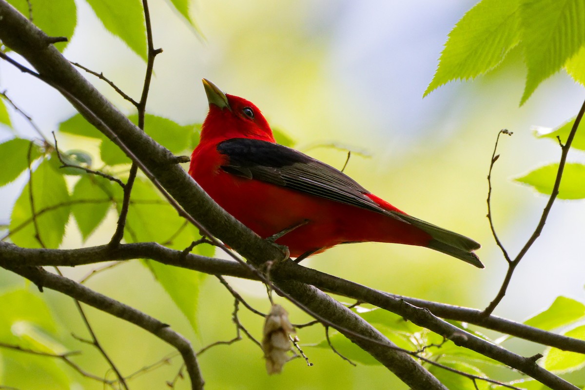 Scarlet Tanager - Tim Endlein