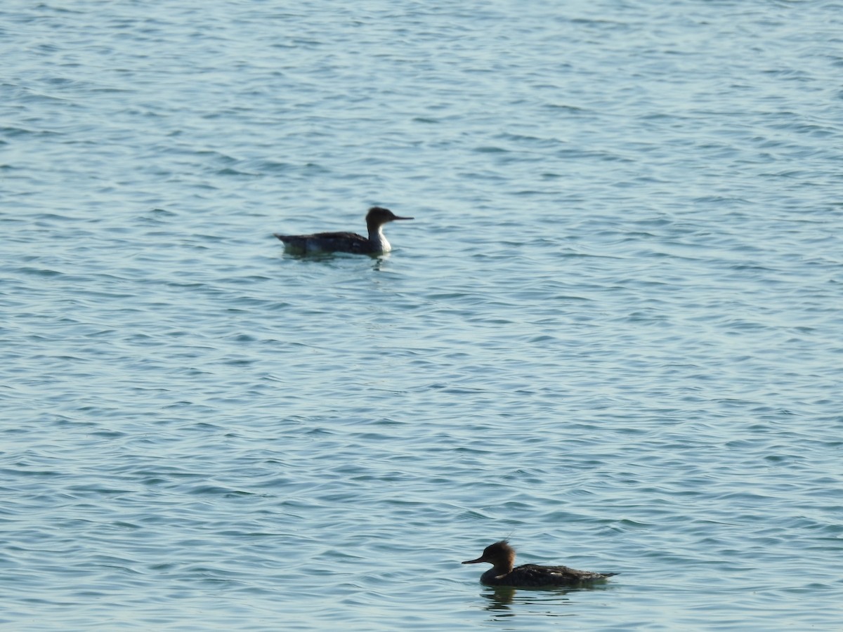 Red-breasted Merganser - Laura Wilson