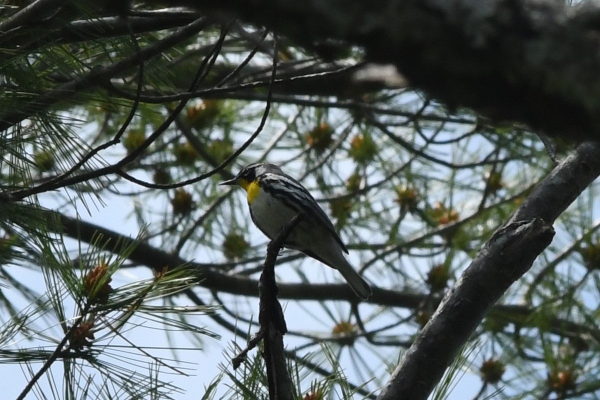Yellow-throated Warbler - Teresa Mawhinney