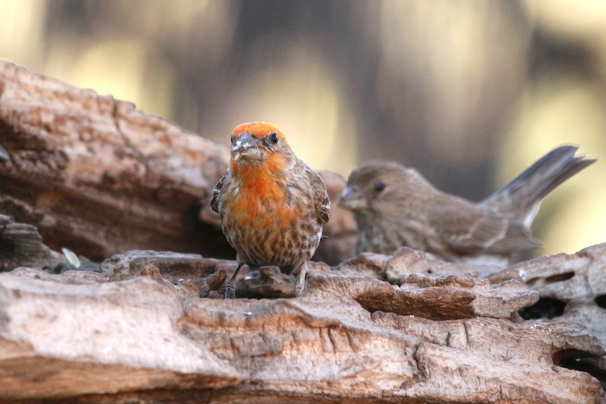 House Finch - Jesse Pline