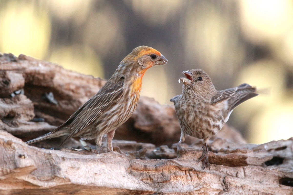 House Finch - Jesse Pline