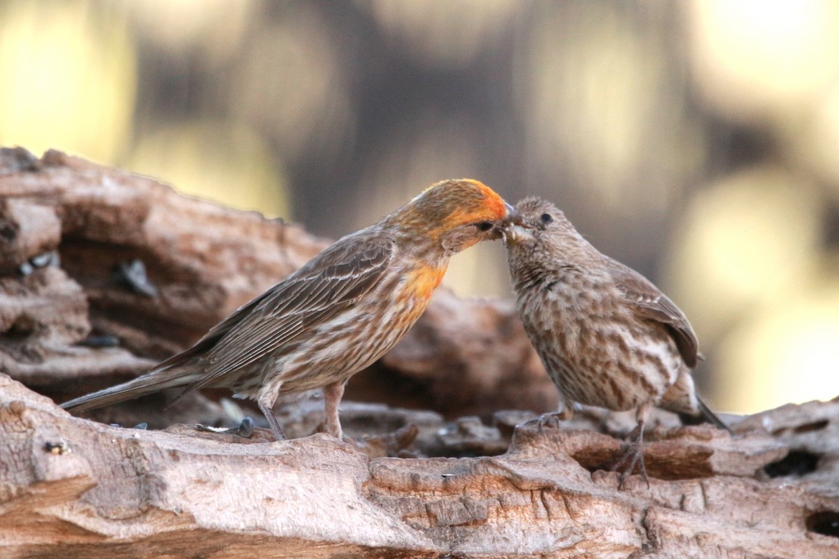 House Finch - Jesse Pline