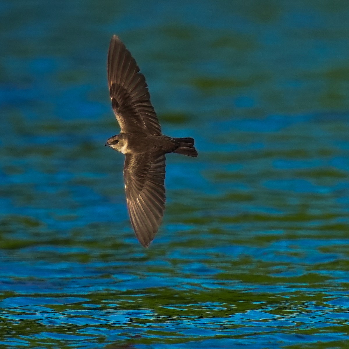 Northern Rough-winged Swallow - TJ Byrd