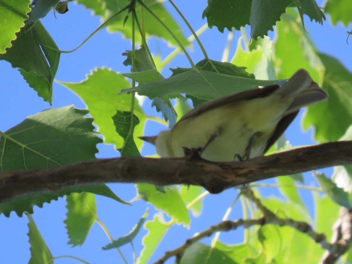 Warbling Vireo - Dick Zerger