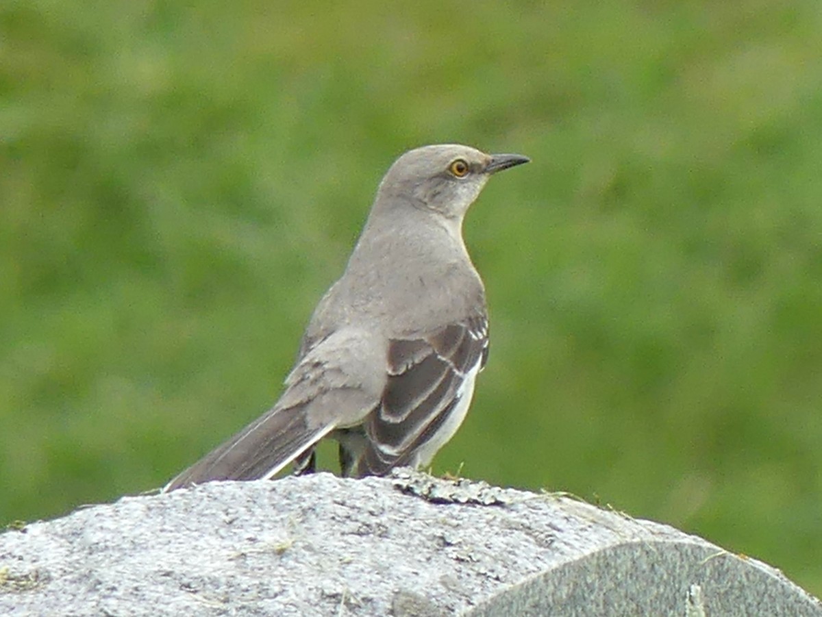 Northern Mockingbird - Sharon Fitzgerald