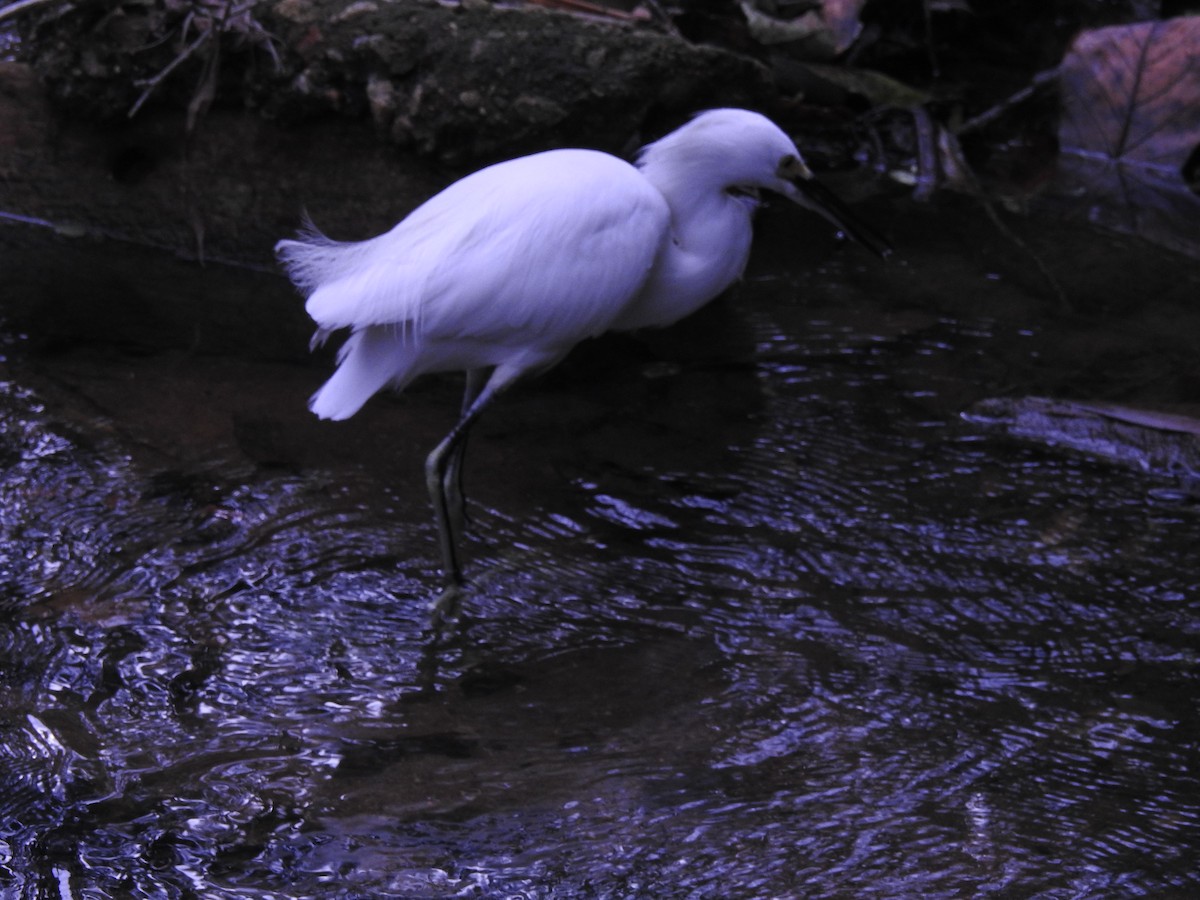 Snowy Egret - Carlos Crocce