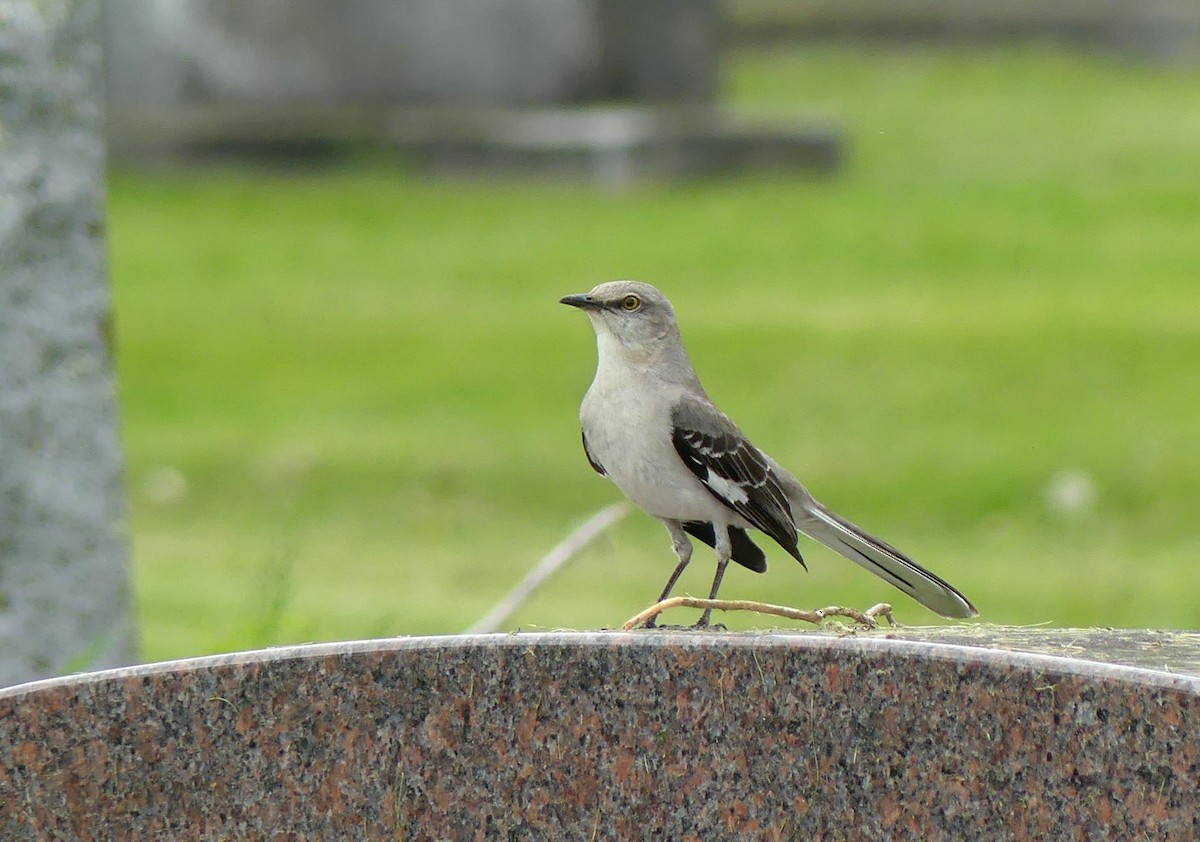 Northern Mockingbird - Sharon Fitzgerald