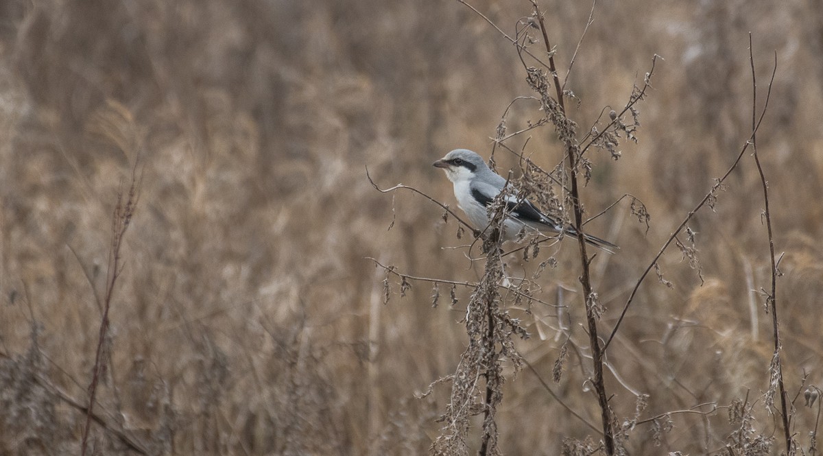 Great Gray Shrike - Theo de Clermont