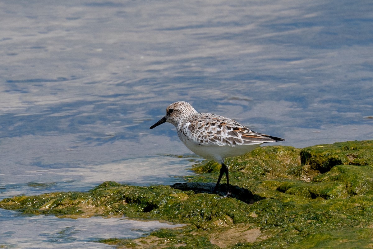 Sanderling - Annette McClellan