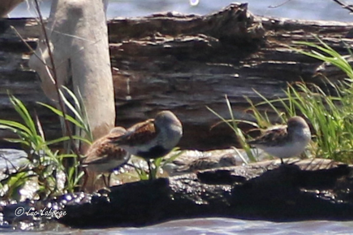 Dunlin - Luc Laberge