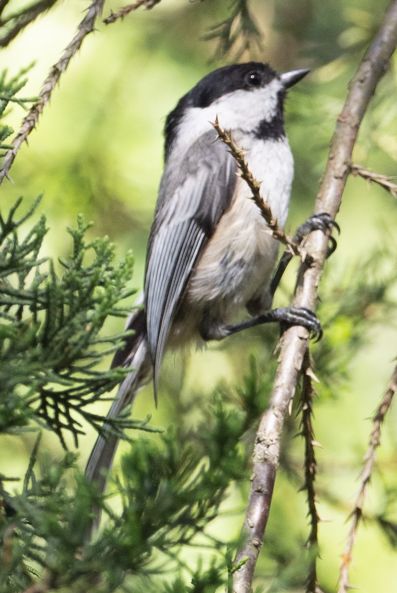 Black-capped Chickadee - Lynn Chapman