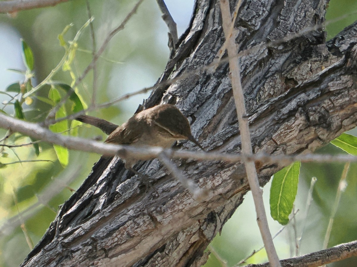 Bewick's Wren - Jack Wickel