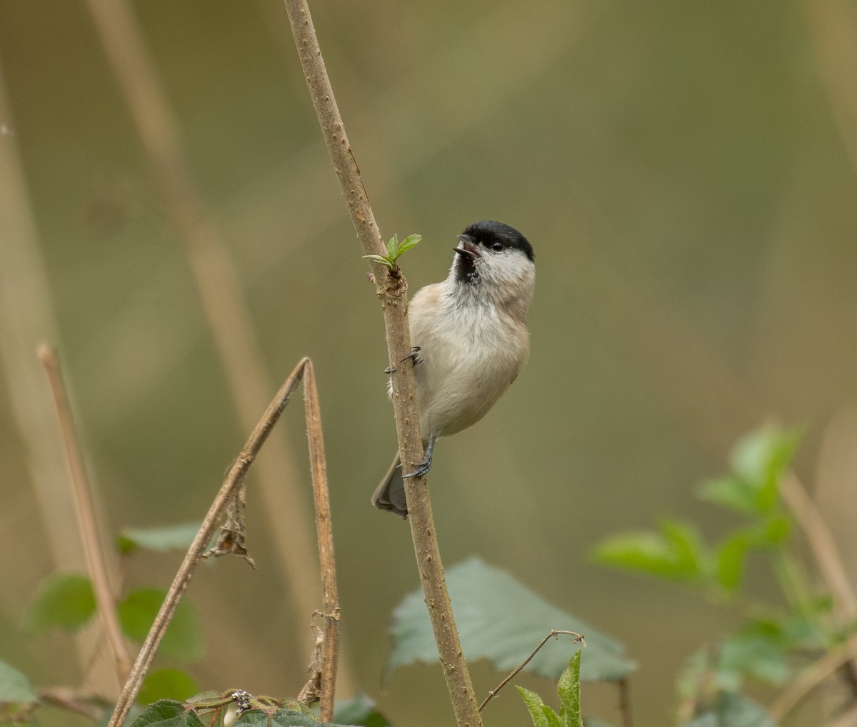 Marsh Tit - Theo de Clermont