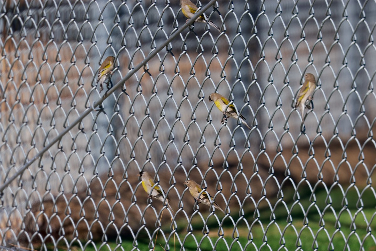 Lawrence's Goldfinch - ML619496556