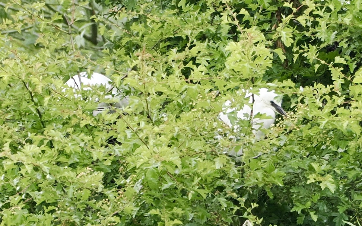 Хурган дэглий - ML619496558