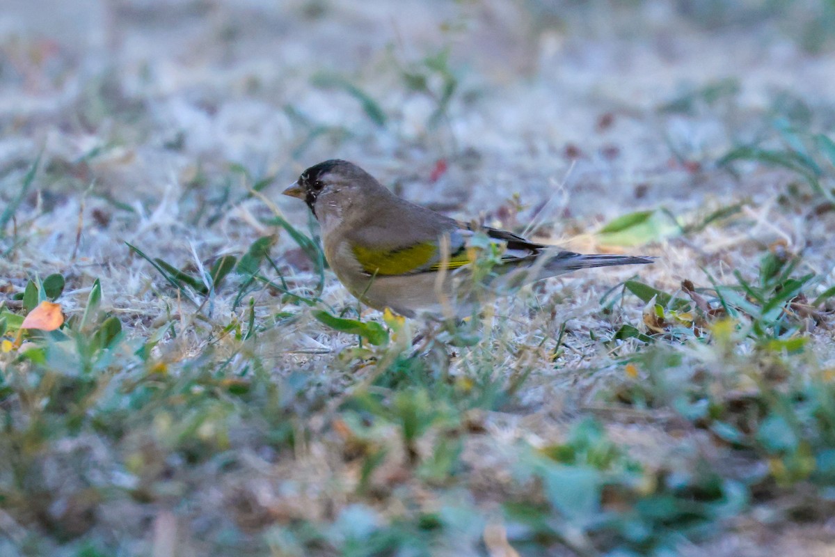 Lawrence's Goldfinch - Joey McCracken