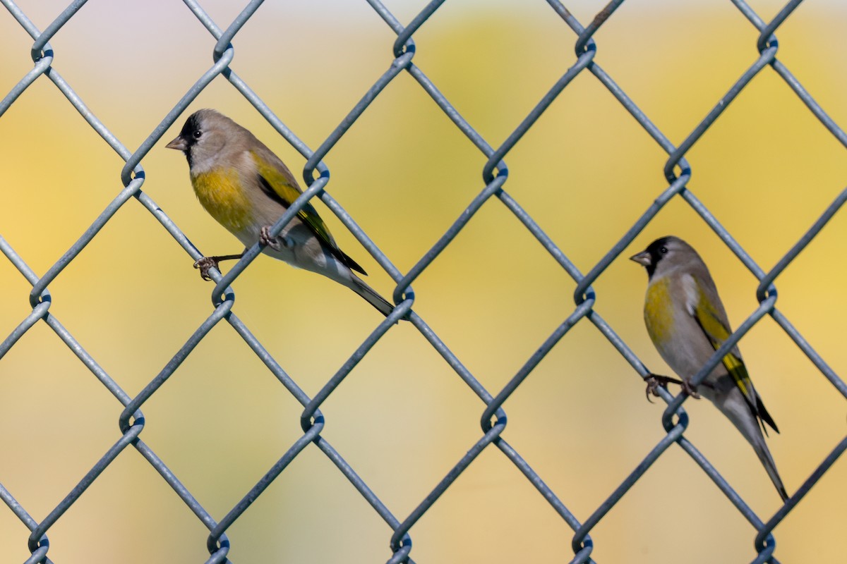 Lawrence's Goldfinch - Joey McCracken