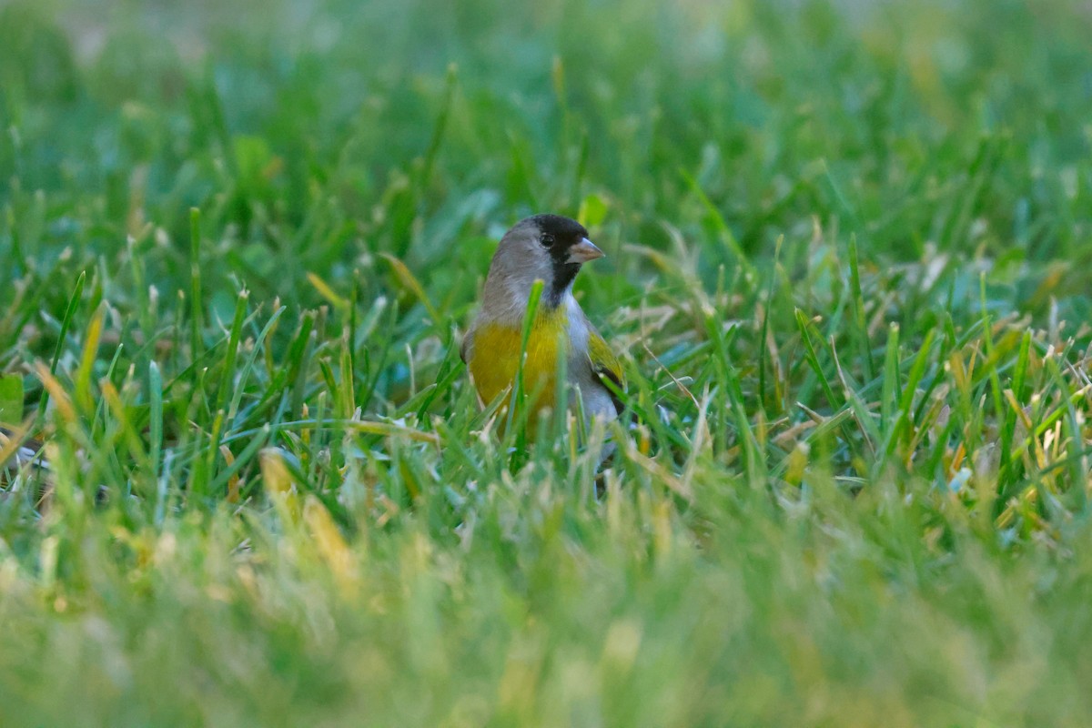 Lawrence's Goldfinch - ML619496563