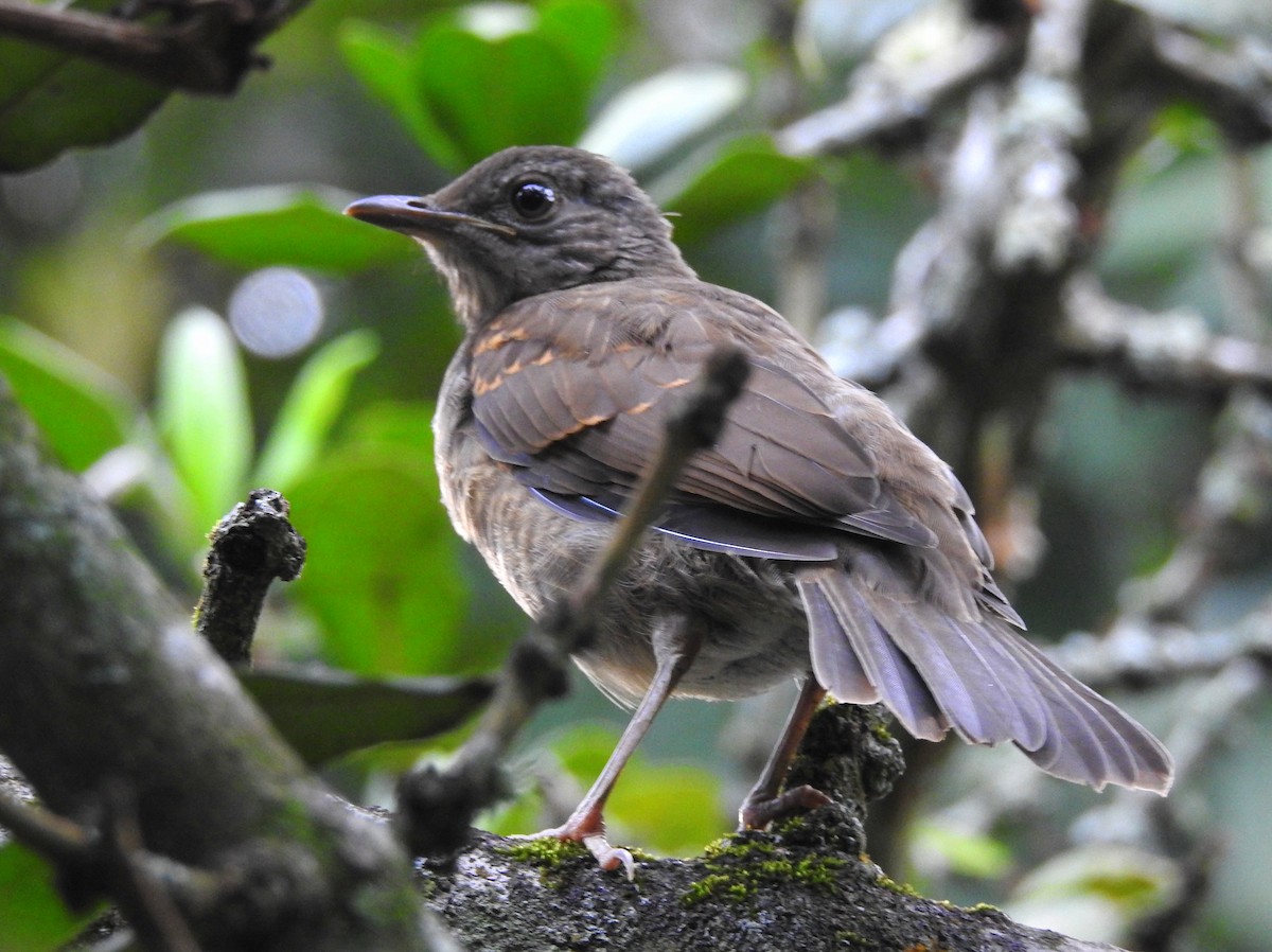 Pale-breasted Thrush - Carlos Crocce