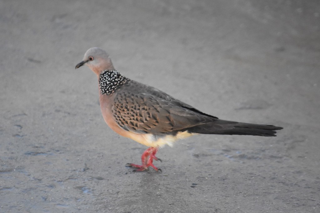 Spotted Dove - Jorge Juan Rueda