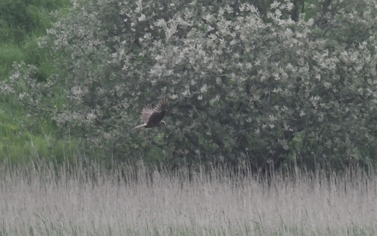 Western Marsh Harrier - ML619496567