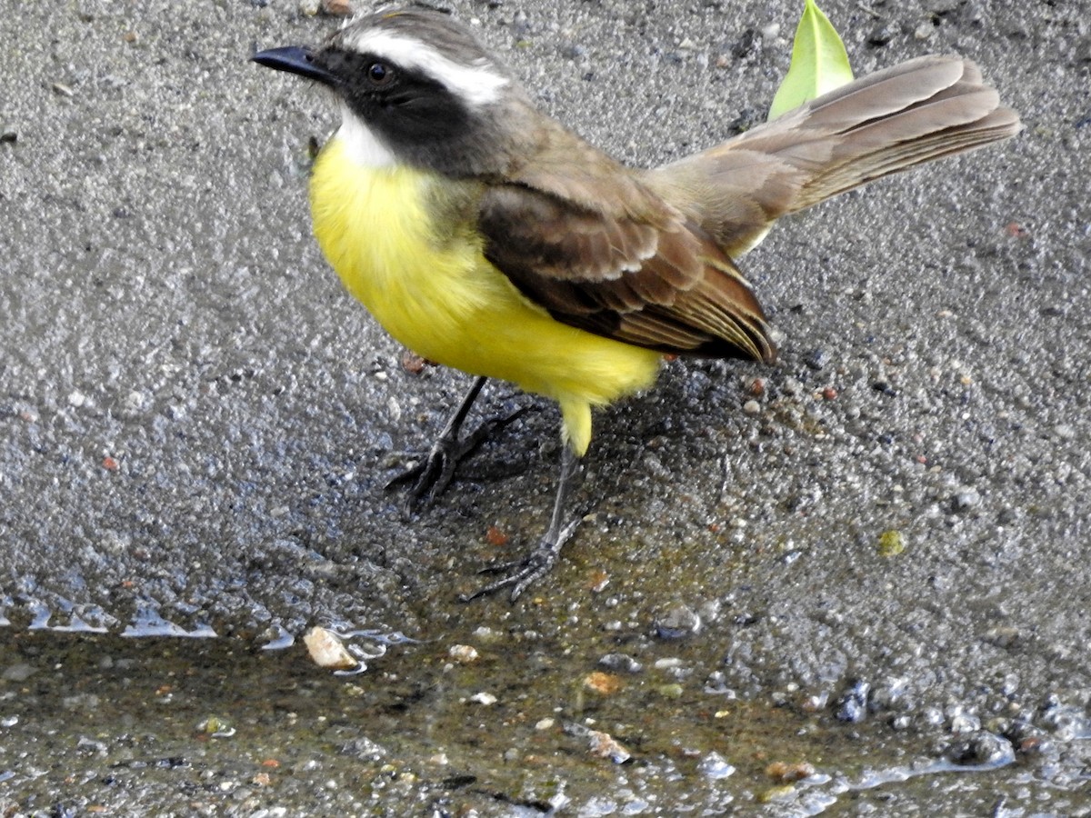 Social Flycatcher - Carlos Crocce