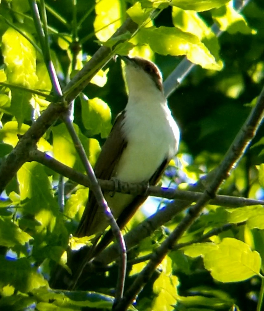 Black-billed Cuckoo - Jules Pellerin