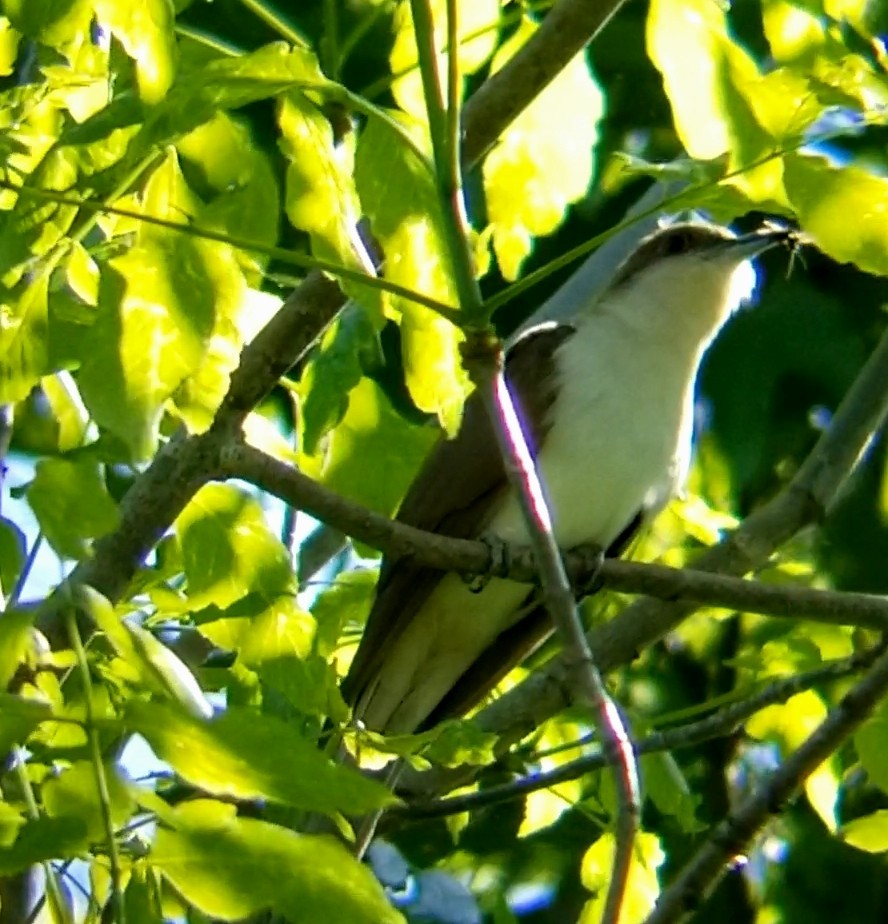 Black-billed Cuckoo - Jules Pellerin