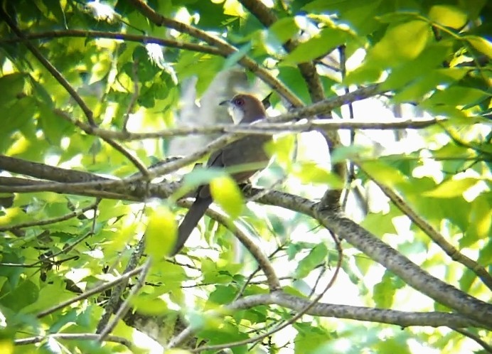 Black-billed Cuckoo - Jules Pellerin