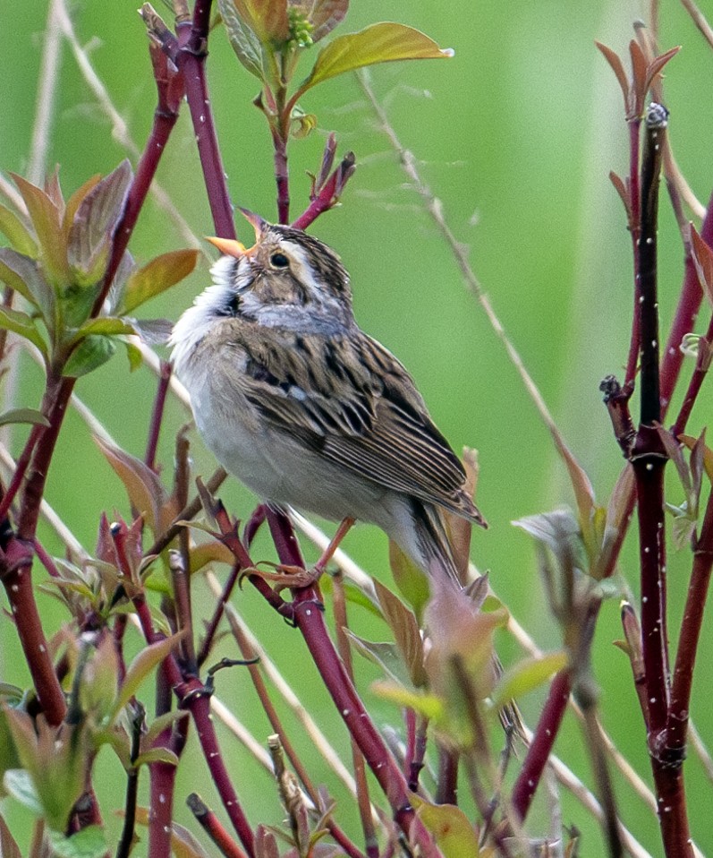 Clay-colored Sparrow - Greg Courtney