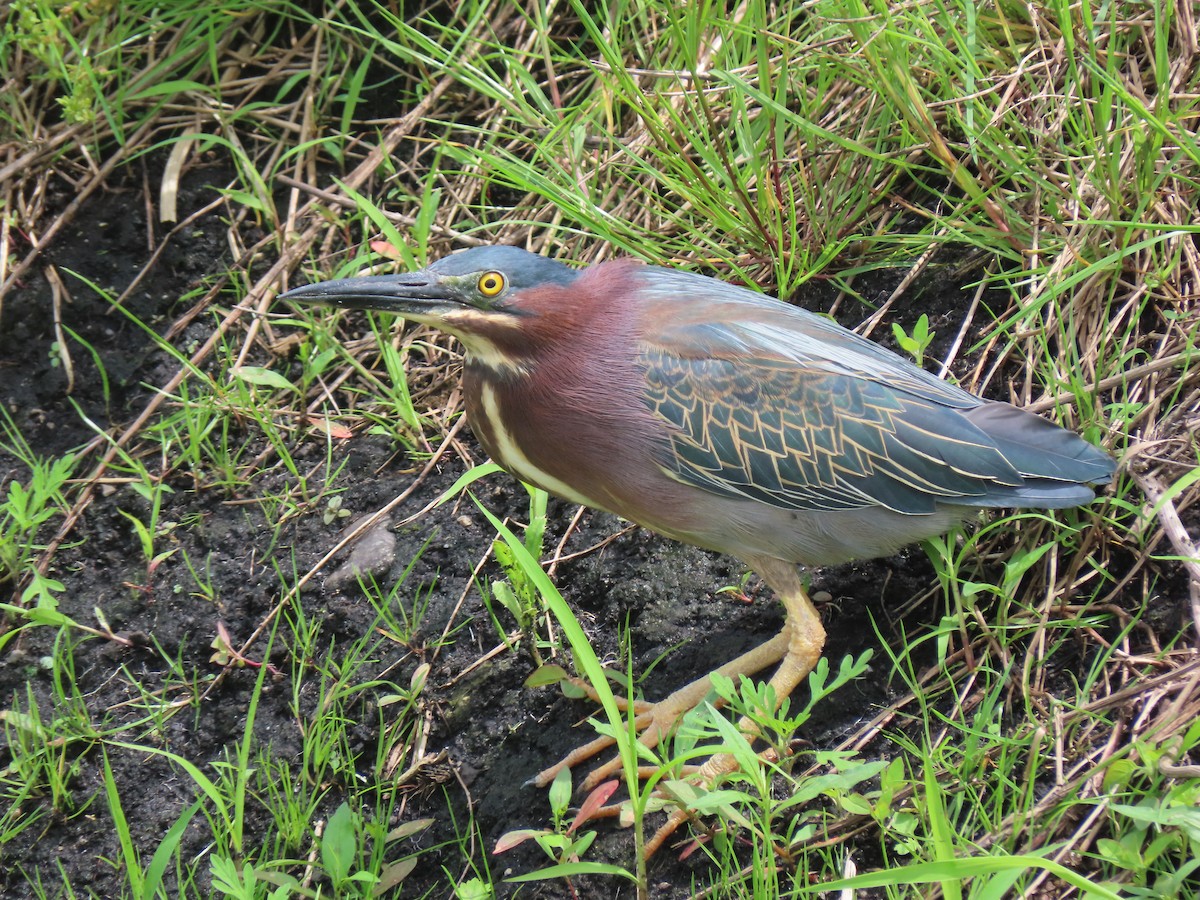 Green Heron - Alan Boyd