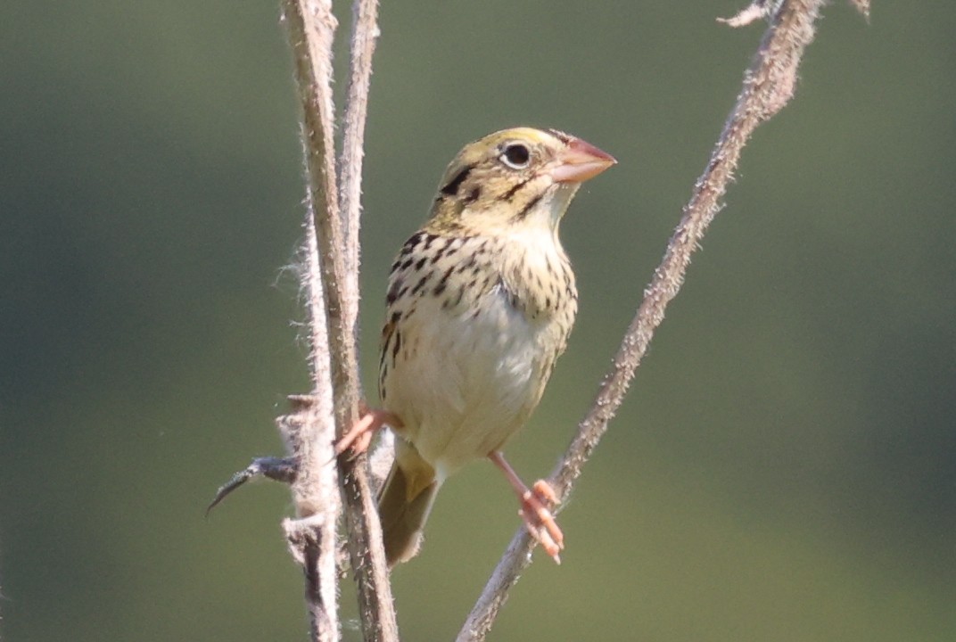 Henslow's Sparrow - Katherine Bell