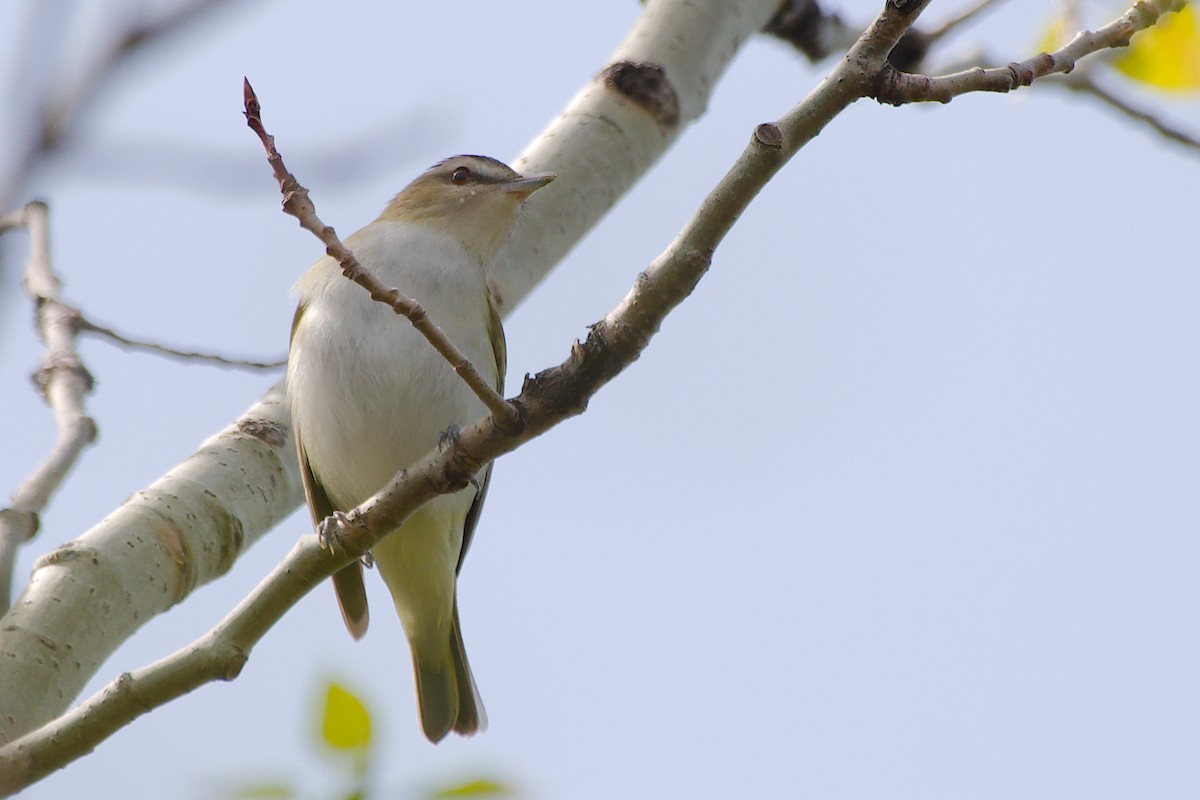 Red-eyed Vireo - Rick Beaudon